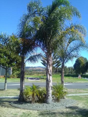 Royal Palms Papamoa Bed & Breakfast Main image